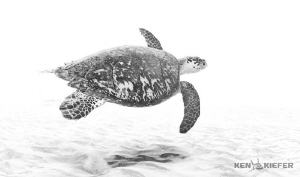 Hawksbill Turtle swimming just above the sandy bottom in ... by Ken Kiefer 